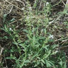 Image result for Syncolostemon elliottii