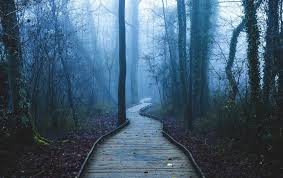 Dark Forest Path Trees Leaves Mist Plants