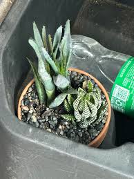 Image result for Aloe rulkensii