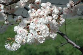 Fruiting plum trees bear tiny white flowers, while the flowering plum tree features multiple bursts of pink and white blooms that resemble in the spring, flowering plum trees are covered with thick clusters of dazzling flowers that can be seen for miles. Princess Kay Flowering Plum Prunus Nigra Princess Kay In Inver Grove Heights Minnesota Mn At Gertens