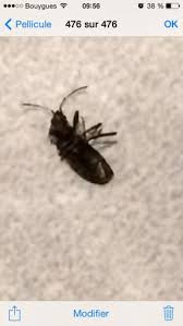 Rhyparochromus Vulgaris Petite Bete Noire Le Monde Des Insectes