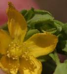 Image result for Hypericum peplidifolium