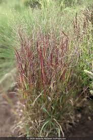 Image result for Panicum infestum