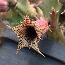 Image result for Huernia levyi