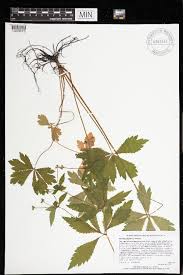 Image result for Afrosciadium rhodesicum