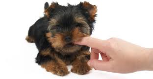 Getting to know the yorkie(yorkshire terrier) yorkies are well known for being a big dog in a little dog's body. Why Yorkie Puppies Bite And 6 Methods To Stop Them Family Pet Planet