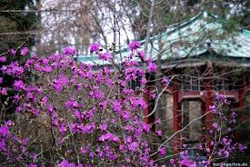 Japanisches Teehaus Und Erste Rhododendren Botanischer Garten Berlin Garten Berlin Botanischer Garten