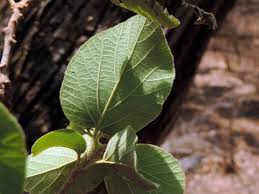 Image result for Cordia pilosissima