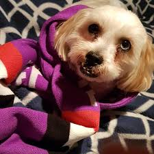 Victoria's 90 pawsome footy dogs