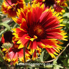 Vigorous, may trail to the ground then root. Gaillardia Blanket Flower Planting And Growing Guide