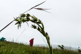 Image result for Schizocarphus nervosus