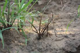 Image result for Paspalum scrobiculatum