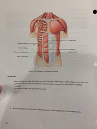 The spine in also termed the vertebral column, or sometimes the axial skeleton. Solved Muscles Of The Torso Learning Outcomes Abdominal M Chegg Com