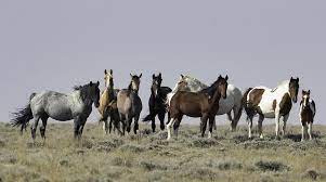 Enemies Of The State America S Mustangs