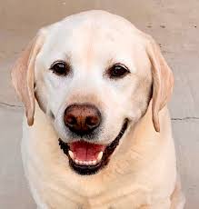 Animal Art by Mary Syms