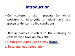 Growing animal cells taken from live tissues under laboratory conditions. Animal Cell Culture Lecture 1 Introduction Ppt Video Online Download