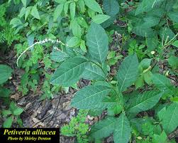 Image result for Petiveria