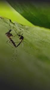 Dengue: Vacina INOVADORA Aprovada! SP Já Tem Milhões de Doses!