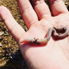 Wurmkiste Bauen So Einfach Geht Kompostieren Mit Wurmern In 2020 Wurmkiste Kompostieren Gartenboden