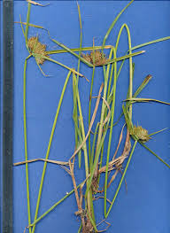 Image result for Pycreus polystachyos