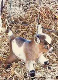 Cute Animals Last Jedi Cute Animals Eating Other Animals Animals Cute Baby Animals Baby Animals Pictures