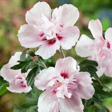 Image result for Hibiscus shirensis