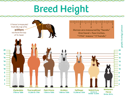 horse height chart horse illustrated