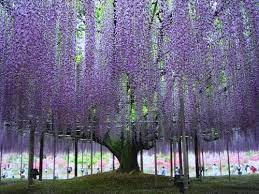 Wisteria Tree Wisteria Tree Wisteria Beautiful Tree