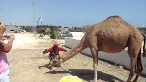 But the changes this logo has seen! Camel Drinking Coca Cola Youtube