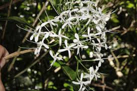 Image result for Pavetta sp. A