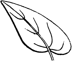 On earth there is a set of various trees and bushes. Free Printable Leaf Dibujo Para Imprimir Leaf Coloring Pages Dibujo Para Imprimir