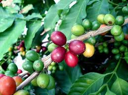 Hirt S Arabica Coffee Bean Plant Grow Brew Your Own Coffee Beans Coffee Plant Growing Coffee Coffee Tree