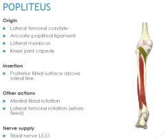 This series documents the mr imaging characteristics of ganglion cysts arising close to the gastrocnemius origin and discusses the relevance of this imaging finding. Knee Contractile Flashcards Cram Com