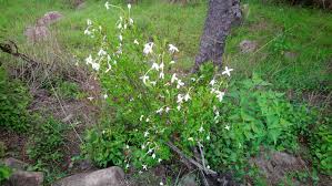 Image result for Bouvardia longiflora