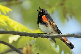She comes with her cage and leftover food and treats. Orange Black Minnesota Birds All Seasons Wild Bird Store