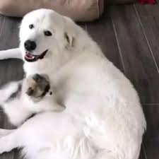 Little Dog Finds Perfect Bed On Big Dog Video In 2020 Great Pyrenees Dog White Fluffy Dog Big Dogs
