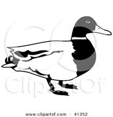 Over 29 mallard duck png images are found on vippng. Royalty Free Rf Mallard Duck Clipart Illustrations Vector Graphics 1