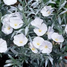 Image result for Convolvulus ocellatus