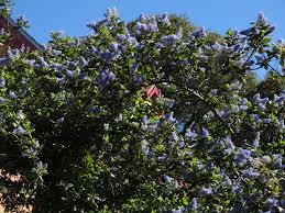 Ceanothus is the quintessential california native. Ceanothus Arboreus Wikipedia
