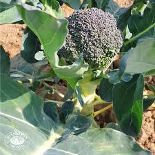 Broccoli plant leaves turning purple. Veggies Broccoli Fresh City