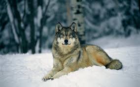 Wolf holding sword anime wallpaper, berserk, black swordsman. Wolf Hd Wallpapers 7wallpapers Net