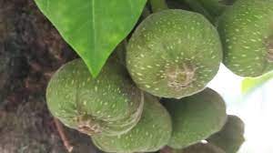 Myopia in malays on the other. ç„¡èŠ±æžœ ç„¡èŠ±æžœéžç„¡èŠ± èŠ±åœ¨æžœå…§ å…ˆæœ‰æžœ å¾Œæœ‰èŠ± Ficus Roxburgh Wild Fig Of Malaysia Youtube