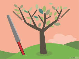 We did not find results for: How To Prune An Olive Tree 14 Steps With Pictures Olive Tree Growing Tree Prune