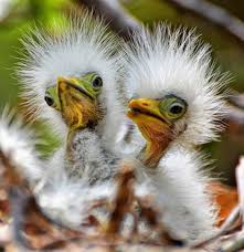 Birds Of A Feather 2020 Episodes Great Egret Chicks Photo By Jeff Clow Aren T They Sweet Brought To You By Cookies In Bloom And Hannah S Caramel Apples Www C Beautiful Birds Birds Bird