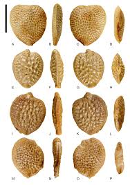 Image result for Viridivia suberosa