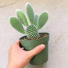 Flight time is reset when the player rests on solid objects, including both standing on blocks and using climbing items like ropes, hooks. Angel Wing Cactus Bunny Ears Cactus Opuntia Microdasys Succulents Box