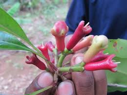 Le Clou De Girofle Reflexology Techniques Healing Herbs Cloves Benefits