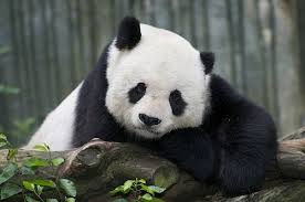 Gao Gao Panda Bear Panda Bear