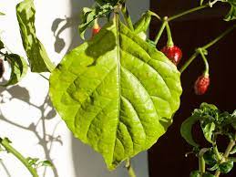It helps your houseplants thrive and can be beneficial for you also, as moderate humidity levels are much more comfortable than low humidity. How And When To Water Chili Pepper Plants The Chili Life
