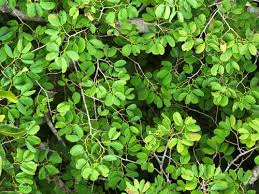 Image result for Hymenaea